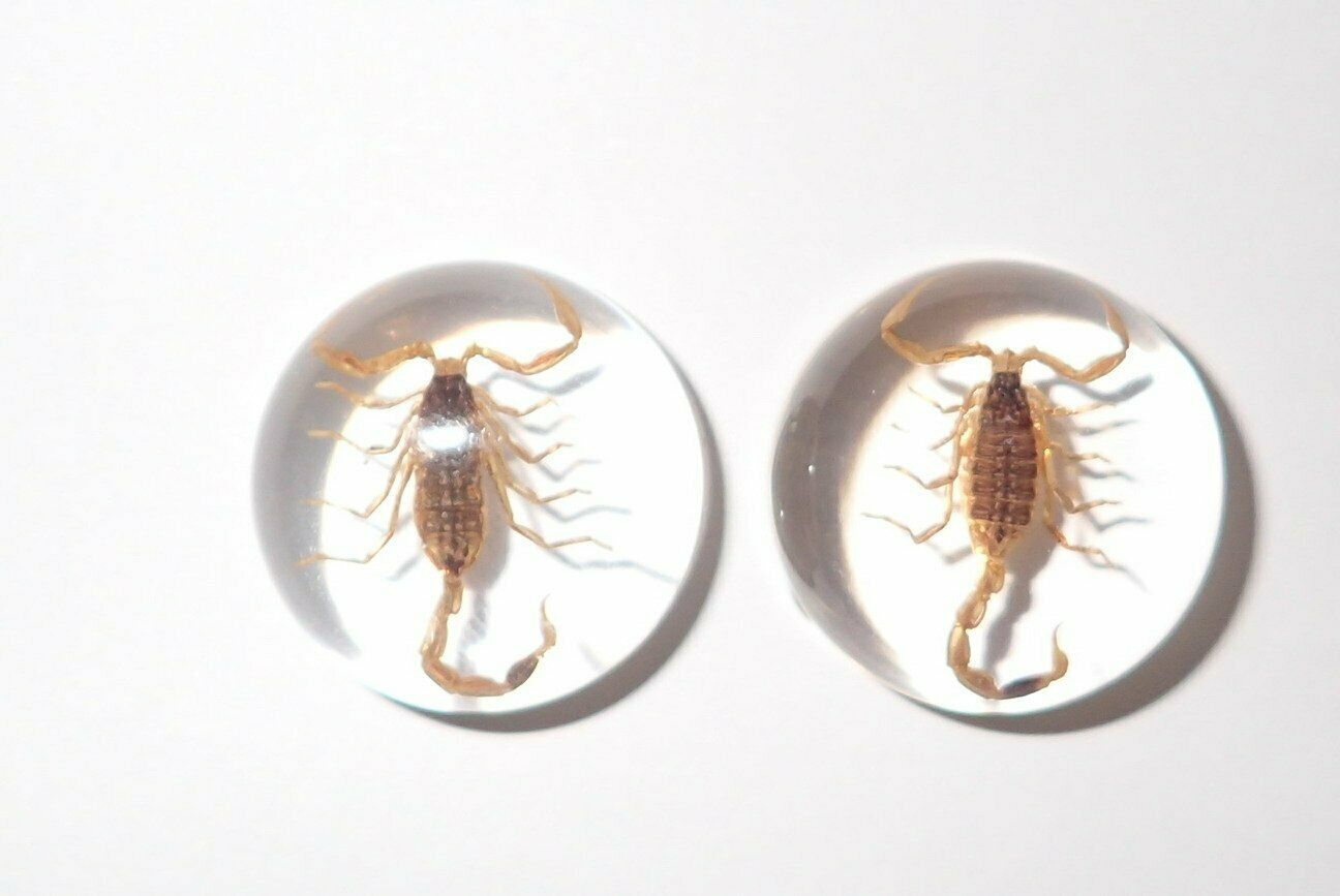 Insect Cabochon Golden Scorpion Specimen Round 19 Mm Clear 2 Pieces Lot