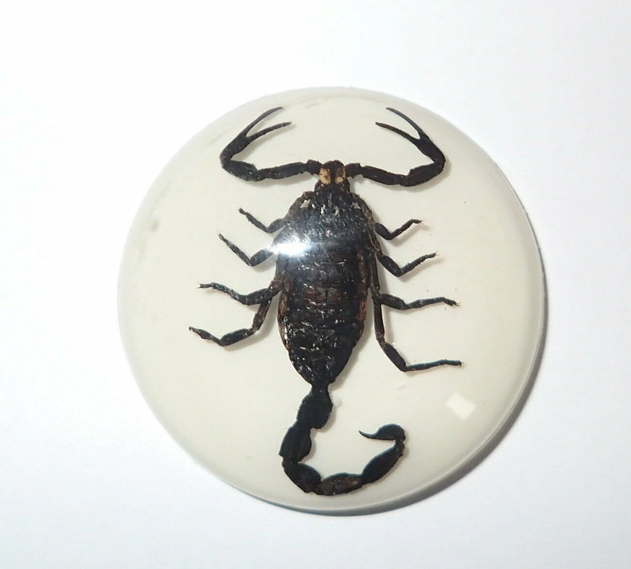 Insect Cabochon Black Scorpion 35 Mm Round On White Bottom 1 Piece Lot