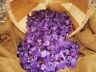 2000 Carat Lots Of Unsearched Natural Amethyst Rough + A Free Faceted Gemstone