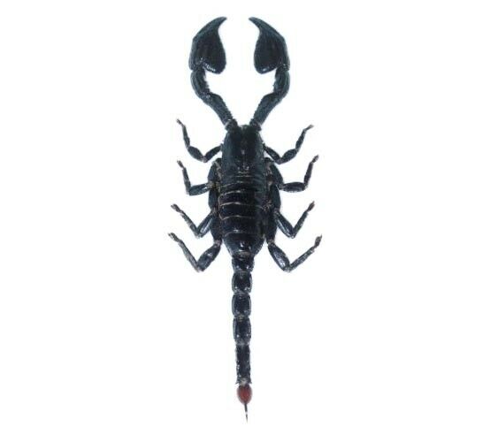 Heterometrus Laoticus Emperor Scorpion Unmounted Wholesale Packaged