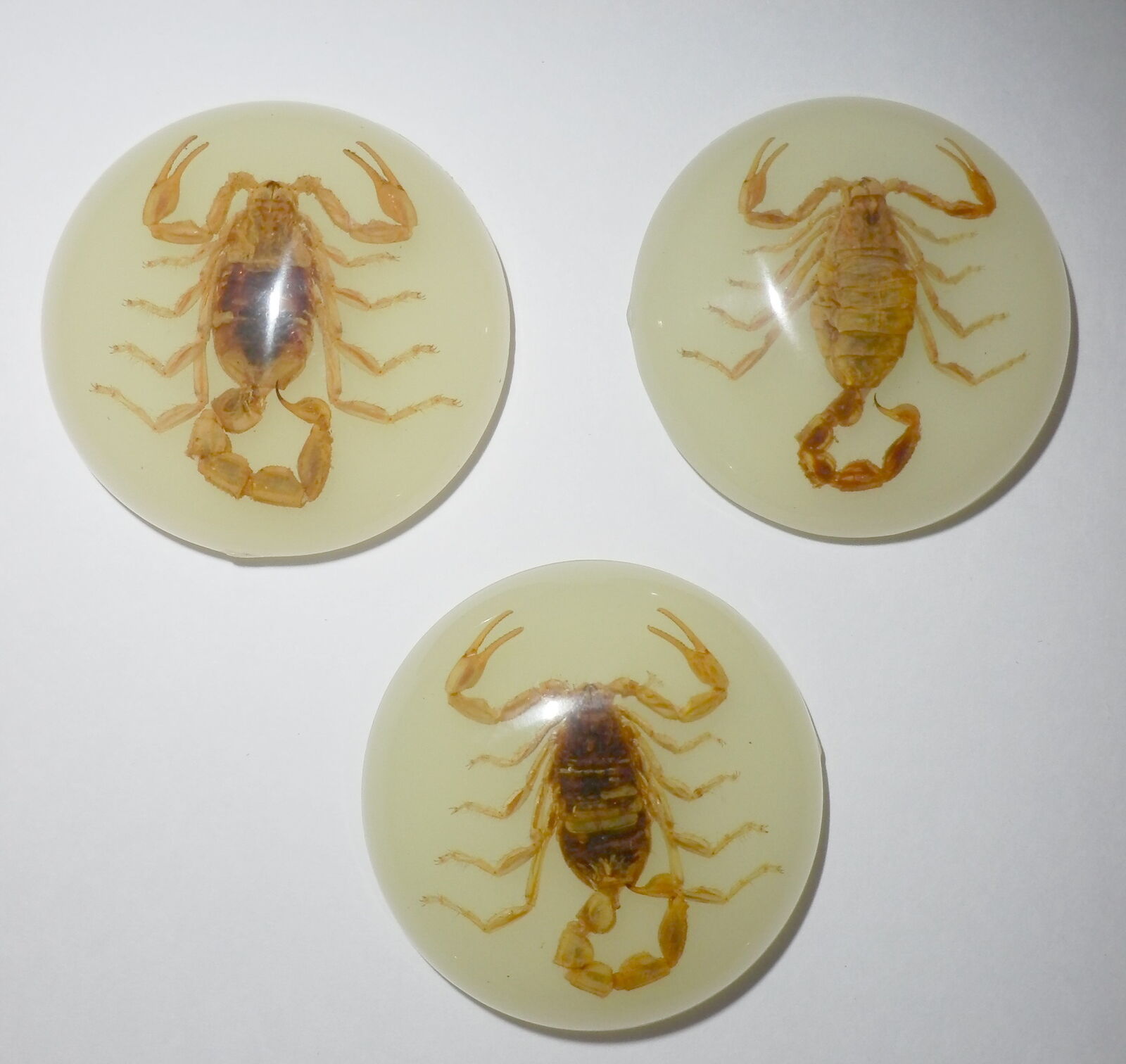 Insect Cabochon Chinese Golden Scorpion 35 Mm Round Glow 3 Pieces Lot